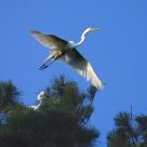 Taking Flight