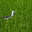 stilt plover