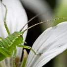 Speckled bush-cricket