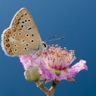 Butterfly on bramble flower