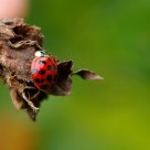 Ladybird