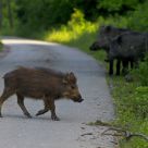 wild pig