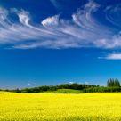 Canola