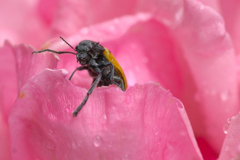 the eater of rose petals