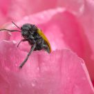the eater of rose petals