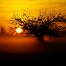 Early Morning Fog