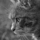 Horace