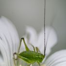 Speckled bush-cricket II