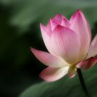 LOTUS DREAM 2