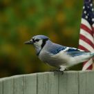 Blue Jay