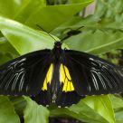 Golden Birdwing