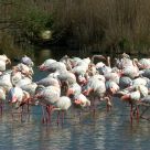 Flamingos