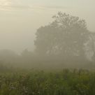 Mist