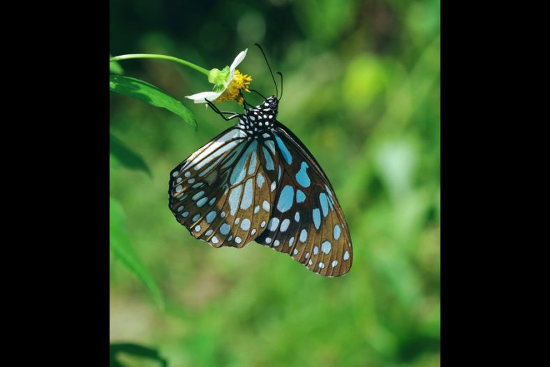 butterfly