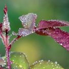 Winter Rose