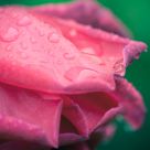 Ready to blossom