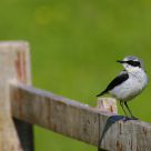 wheatear