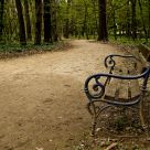 The Bench