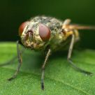 A Fly