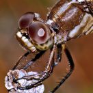 Dragonfly Up Close