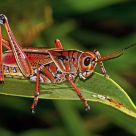 Grasshopper