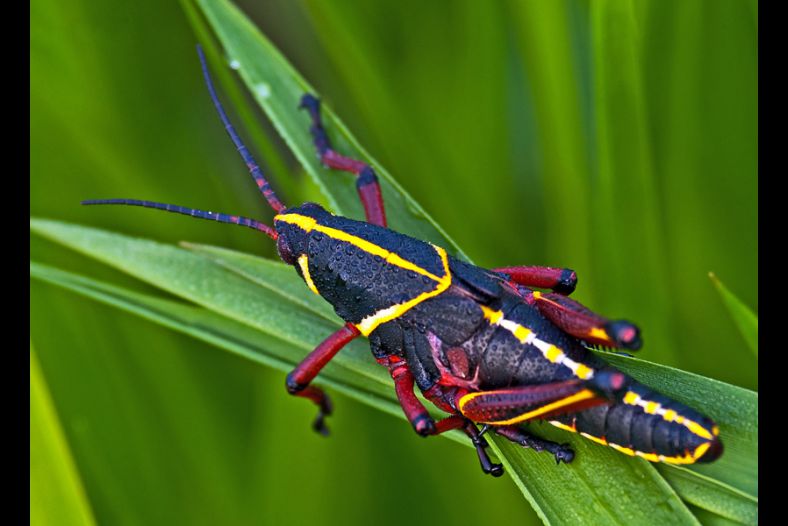 Painted Grasshopper