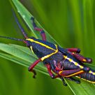 Painted Grasshopper