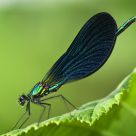 Grande Demoiselle