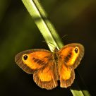 Meadow Brown