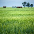 Ripening Fields