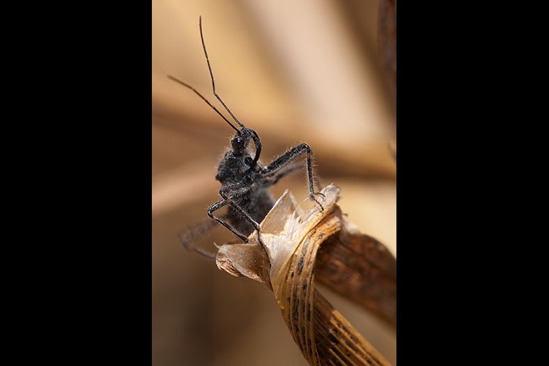 Macro insecto