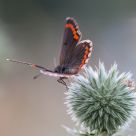 Mariposa escapando