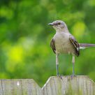 Mocking Bird