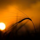 Hordeum and sun