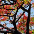 Branching Flambouyant