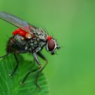 Fly