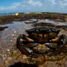 Crabes