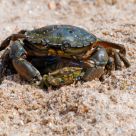 Crabes