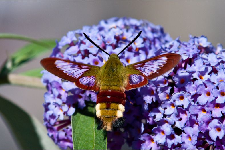 Colibri