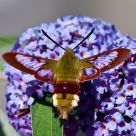Colibri