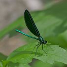 Black Winged Damselfly