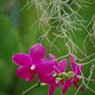Orchid