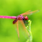Pink Dragonfly