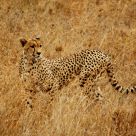 Cheetah