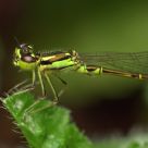 Green Damselfly