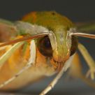 Moth Portrait