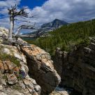 Dead Wood