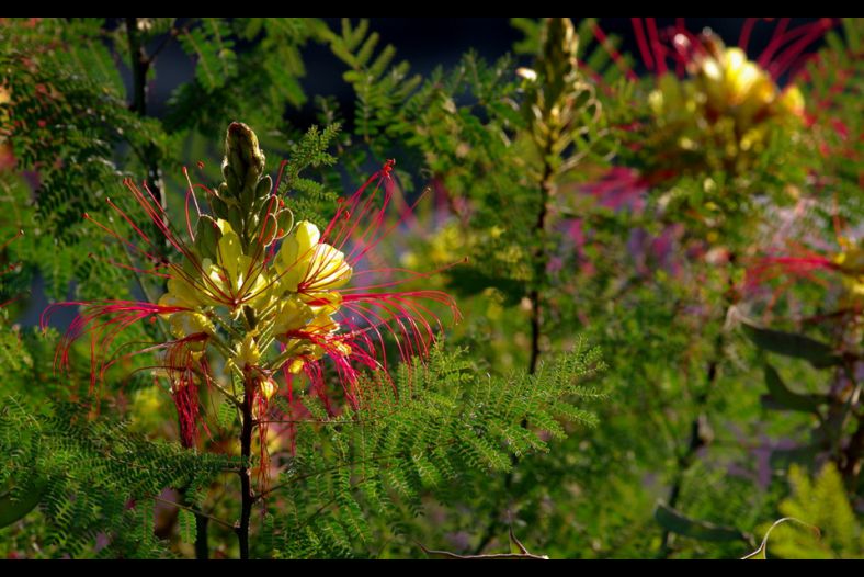 wild colors