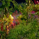 wild colors
