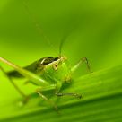 Little Grasshopper